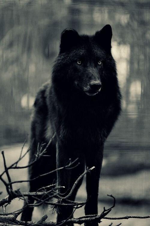 Lobo negro